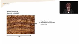 L'orme - La reconnaissance à l'échelle macroscopique des feuillus à zone initiale poreuse et à zone semi-poreuse - Chapitre 25