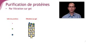 Purifier une protéine - Chapitre 5 - partie 4