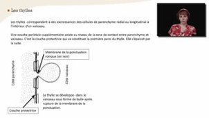 Les vaisseaux et les trachéides - Chapitre 19 - partie 3