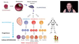 09- PACES UE2 - CM9 - La cellule et les tissus - Emilie Velot