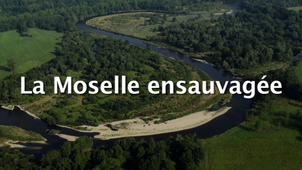 La Moselle ensauvagée - De l'eau et des forêts dans la vallée de la Moselle ou le retour d'une dynamique naturelle