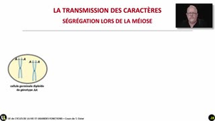 14_La ségrégation des chromosomes