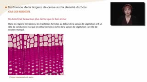 Parenthèse technologique : largeur de cerne, densité et classement des bois - Chapitre 4bis - partie 1