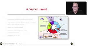 Les phases du cycle cellulaire