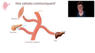 La communication intercellulaire - Chapitre 2 - partie 2
