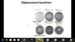 Cours Motilité Bactérienne 6.021B