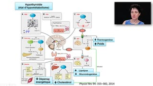 ECN 241 - Hypothyroïdie