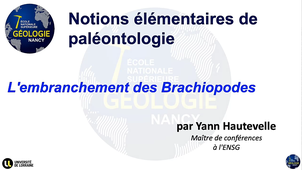 Notions élémentaires de paléontologie - L'embranchement des Brachiopodes - HAUTEVELLE Yann