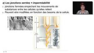 05- Les tissus épithéliaux - Les jonctions cellulaires