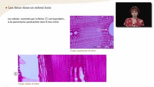 Le parenchyme longitudinal - Chapitre 21 - partie 3