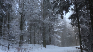 Dans l'oeil du Lynx