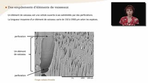 Les vaisseaux et les trachéides - Chapitre 19 - partie 1