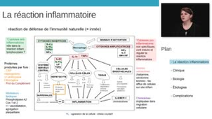 ECN 181 - Réaction inflammatoire