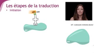 Les étapes de la traduction - Chapitre 3 - partie 3