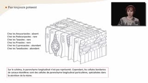 Le parenchyme longitudinal - Chapitre 15