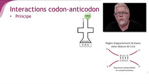 Les interactions entre codon et anticodon - Chapitre 3 - partie 2
