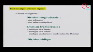 33 Organisation fonctionnelle : la mosaïque du pied (JY. Cornu)