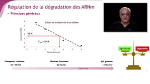 La régulation de la demi-vie des messagers - Chapitre 4 - partie 4