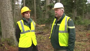 Une forêt de résineux dans les Vosges du Nord