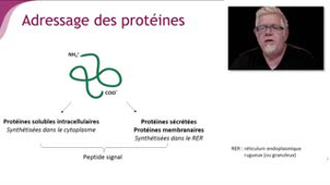 L'adressage des protéines - Chapitre 3 - partie 4