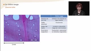 Le chêne rouge - La reconnaissance à l'échelle macroscopique des feuillus à zone initiale poreuse et à zone semi-poreuse - Chapitre 25