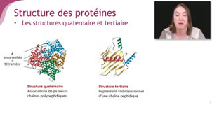 La structure des protéines - Chapitre 1 - partie 2