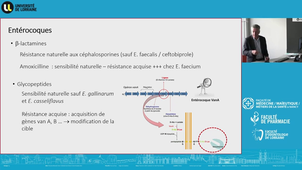 DUPIAS - UE 1 - Antibiotiques et antibiorésistances (suite)
