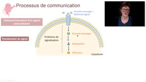 La communication intracellulaire et voies de signalisation - Chapitre 2 - partie 3