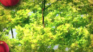 Expliquer ou Comprendre ?