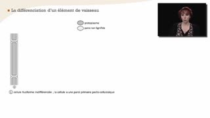 La différenciation d'une cellule de bois - Chapitre 11