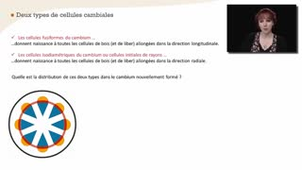 La cambium : cellules et divisions - Chapitre 10 - partie 1