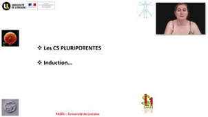 02- PACES UE2 - CM2 -  Les Cellules Souches - Emilie Velot