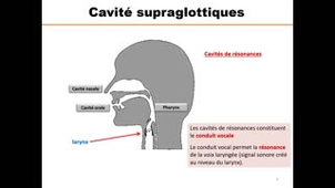 Cavités supra-glottiques