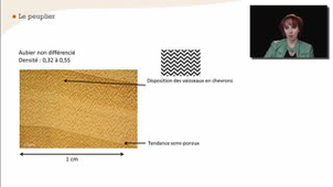 Le peuplier - La reconnaissance à l'échelle macroscopique des feuillus homogènes à pores diffus - Chapitre 26