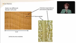 Le charme - La reconnaissance à l'échelle macroscopique des feuillus homogènes à pores diffus - Chapitre 26