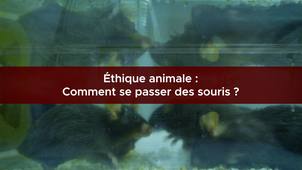 Éthique animale : comment se passer des souris ?