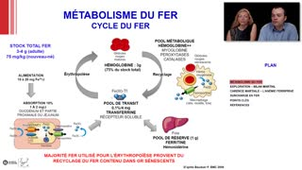 ECN 215 - Pathologie du fer chez l'adulte et l'enfant