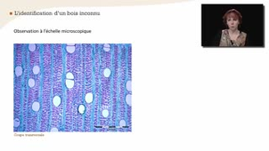Reconnaissance des feuillus à l'échelle microscopique - Chapitre 23 - partie 2